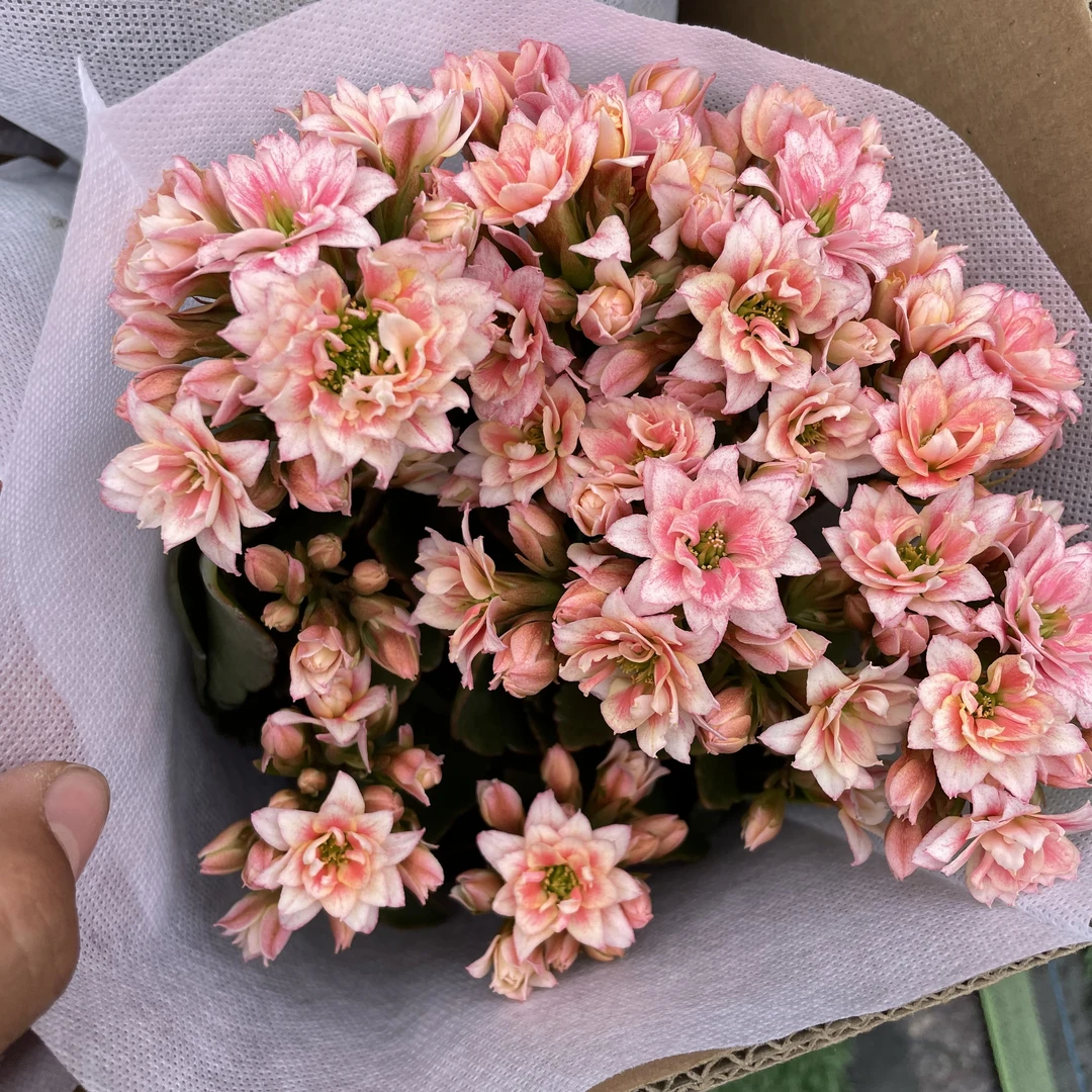 130盆【童话】精品盆栽重瓣带花苞室内养殖懒人花卉