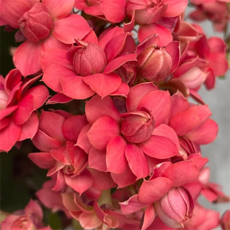 【琥珀】~稀有重瓣大花苞长寿110杯