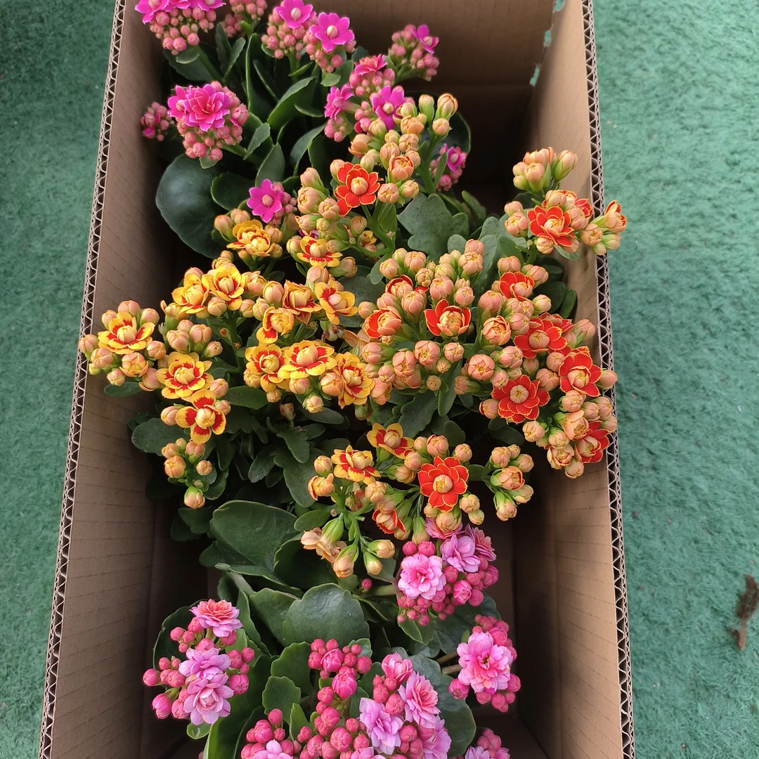 【稀有4盆组合】金狐狸/洛桑/紫风铃/人面桃花重瓣长寿110杯