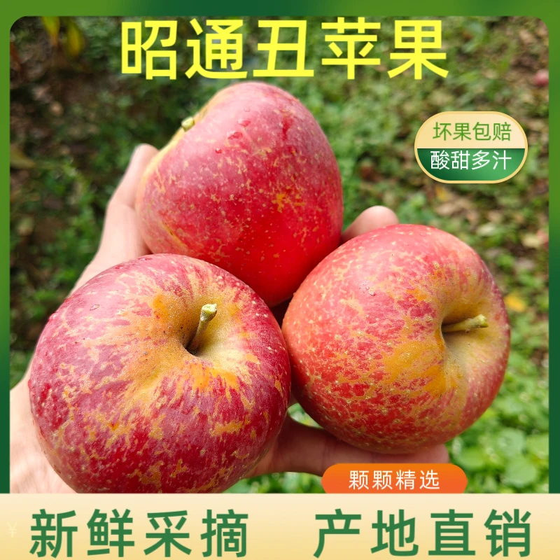 正宗云南昭通应季冰糖心丑苹果脆甜新鲜现摘现发5斤10斤包邮