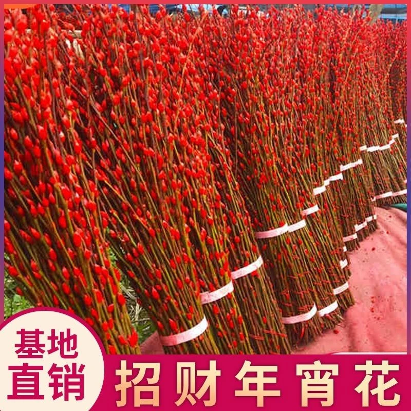 银柳鲜枝真花年宵花干花红色彩色银柳耐寒水培花卉植物室内喜庆
