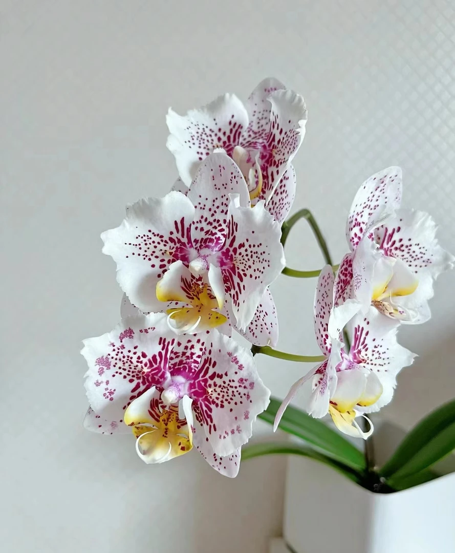 处理瑕疵《新枫叶》2.8蝴蝶兰苗有返祖机率返祖无售后【满30元发货】