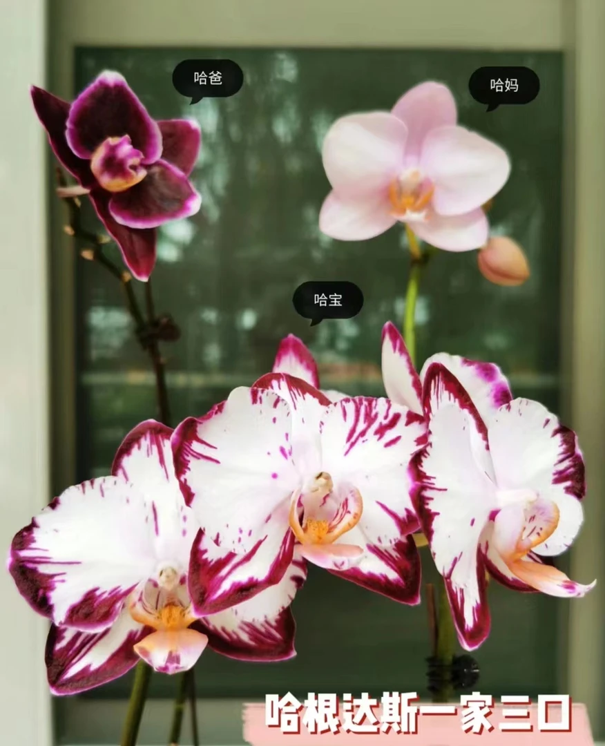 福利处理带闪《哈根达斯》蝴蝶兰2.8杯发货 会有返祖率。返祖无售后