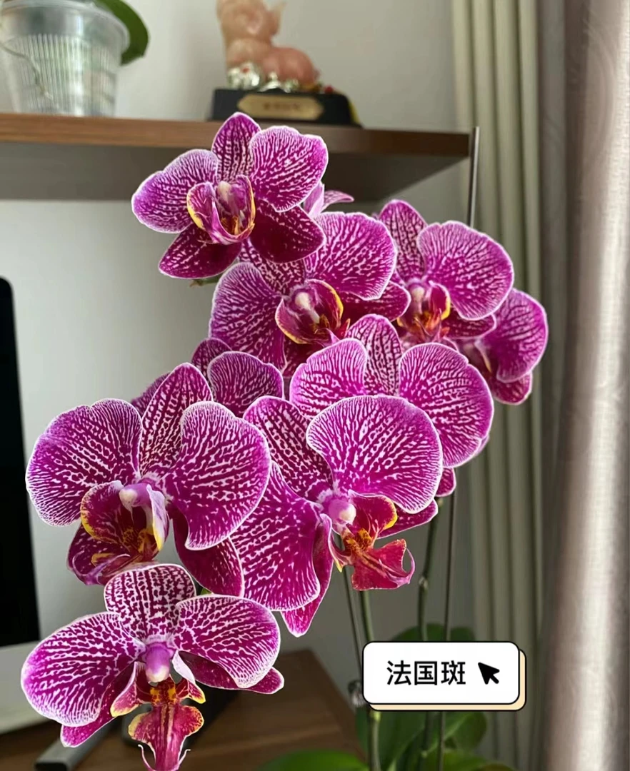 《法国斑》蝴蝶兰-3.0加高杯苗子发货没有花剑【凑满2单发货】