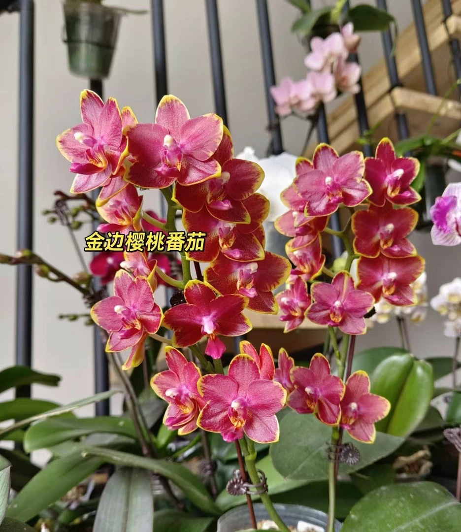 《樱桃番茄》蝴蝶兰-3.0杯返祖机率返祖无售后【凑2颗包邮】