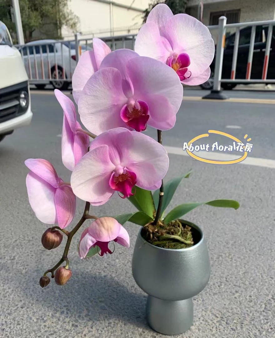 《西滨哈尼》2.8杯蝴蝶兰新苗发货没花剑 嫌小勿拍【满30包邮发货】