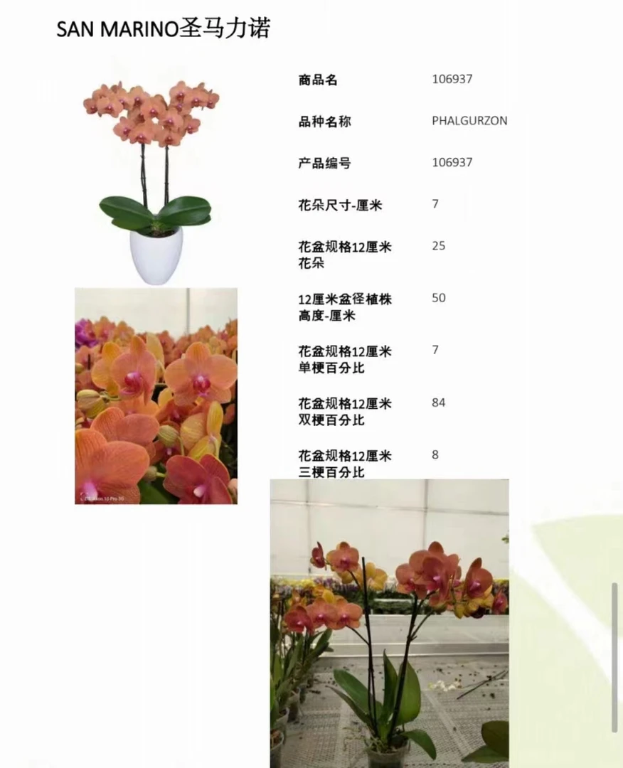 2.8《圣马力诺》蝴蝶兰苗子发货 没有花剑【满30包邮发货】