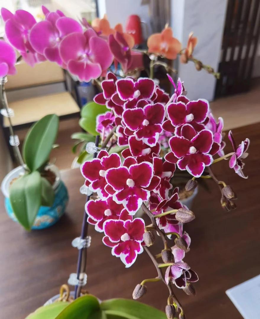 3.0《年年有余》3.0杯蝴蝶兰换杯不久 新苗发货