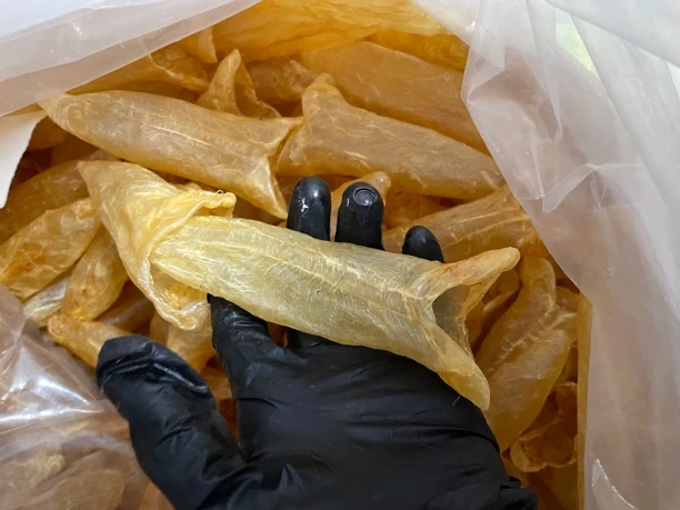 鱼胶 黄花胶 淡水45头