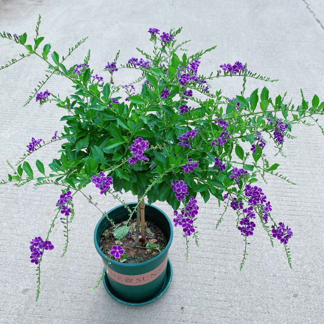 蕾丝金露花【带花芽发货】连翘巧克力