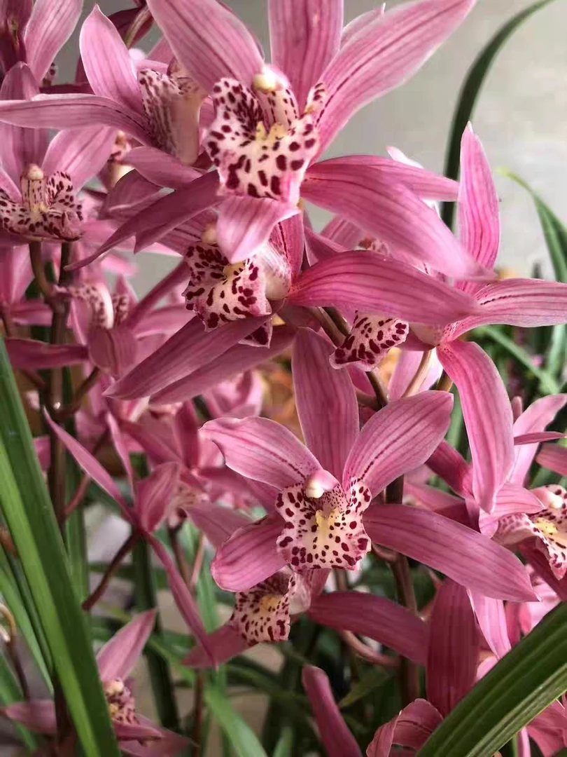 台北小姐一杆多花浓香型紫红大花兰花绿植盆栽