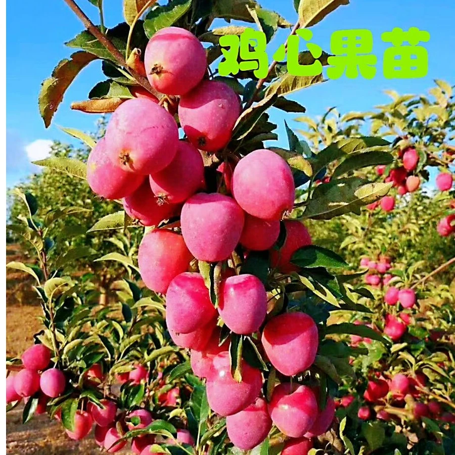 一元哥鸡心果树苗1棵祼根无叶子发货地栽和盆栽种植耐寒鸡心果苗
