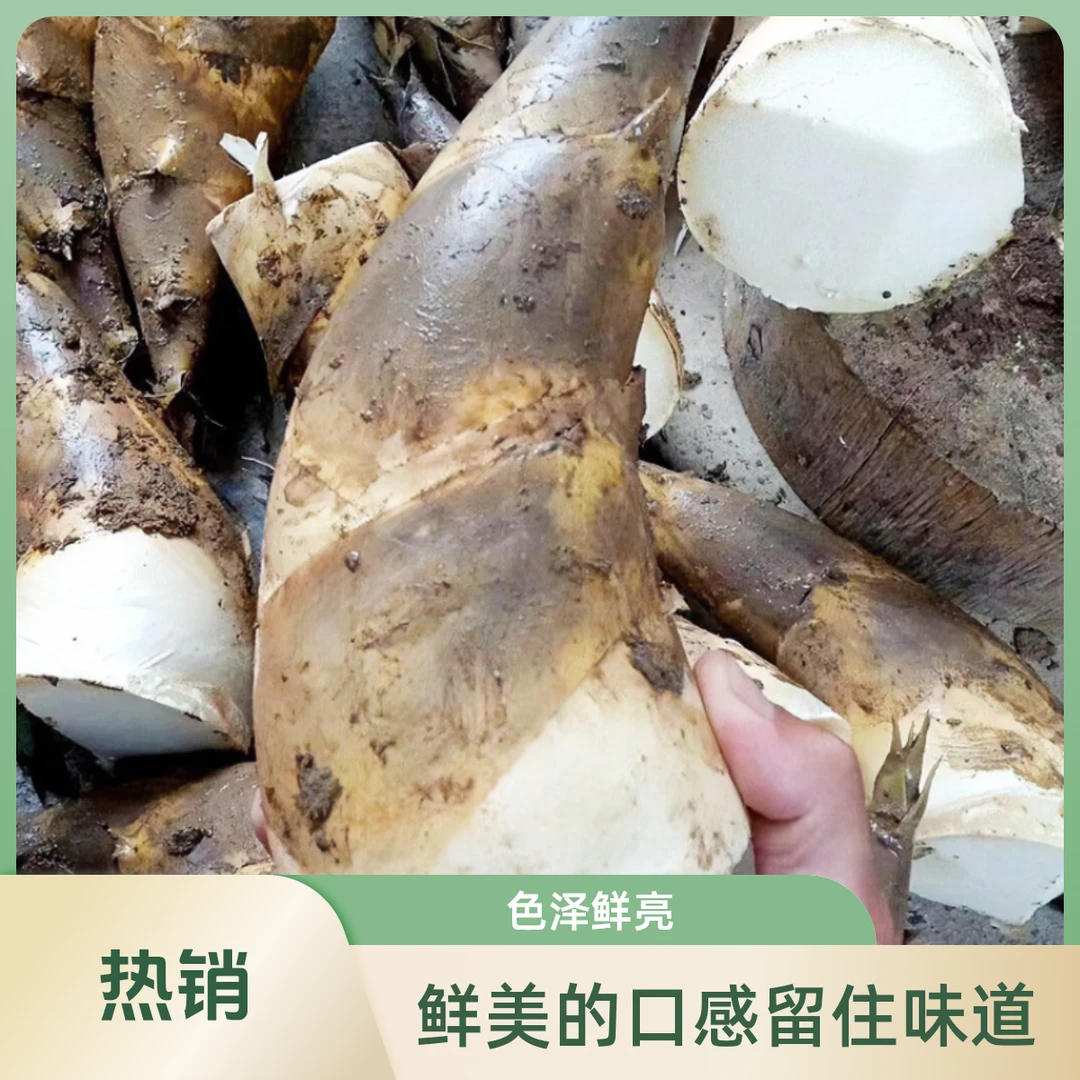 重庆福建鲜绿竹笋马蹄笋春夏笋脆嫩笋甜笋带壳腌笃鲜笋时蔬菜包邮