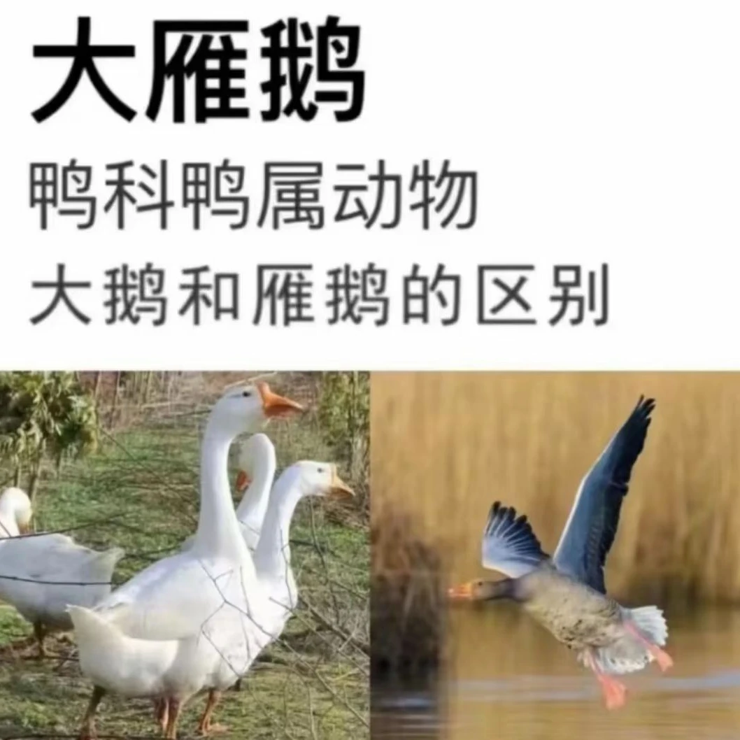 顺丰包邮 买一送一2只散养净重8-9斤大雁鹅又名雁鸭