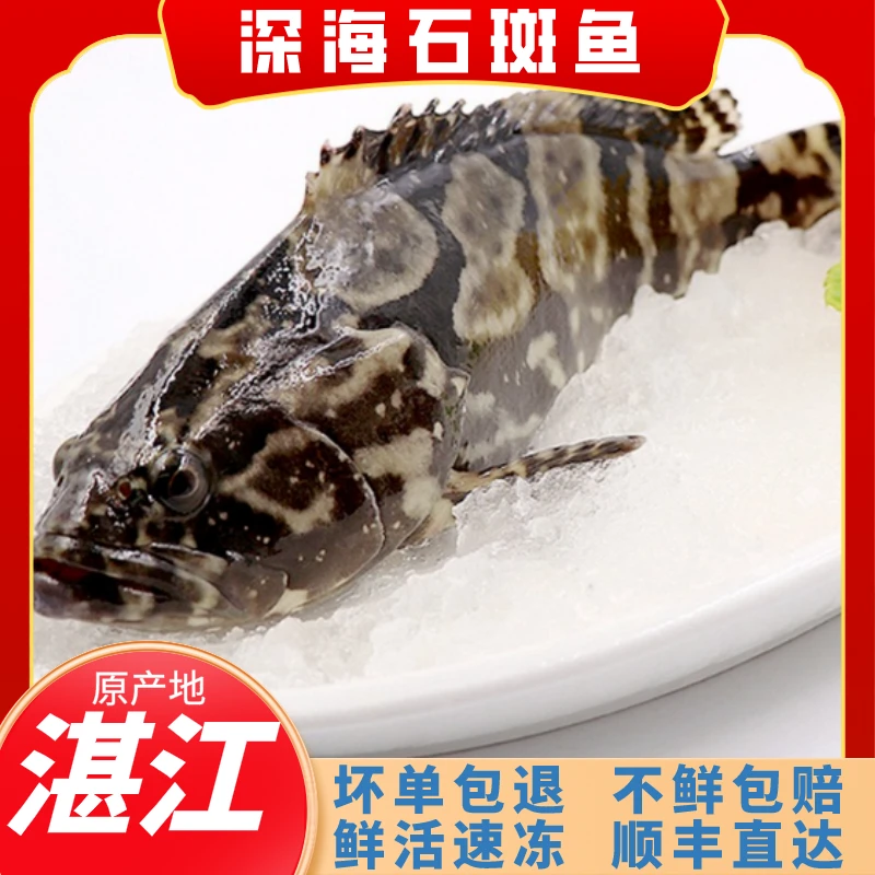 5条4.0-4.5斤深海清蒸营养锁鲜龙胆石斑鱼鲜嫩发货