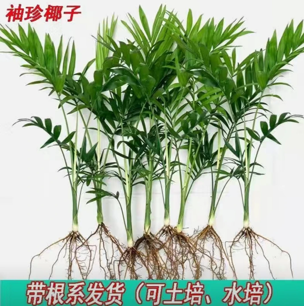 袖珍椰子新品推荐绿植盆栽凤尾竹散尾葵盆栽水土培四季常青吸甲醛