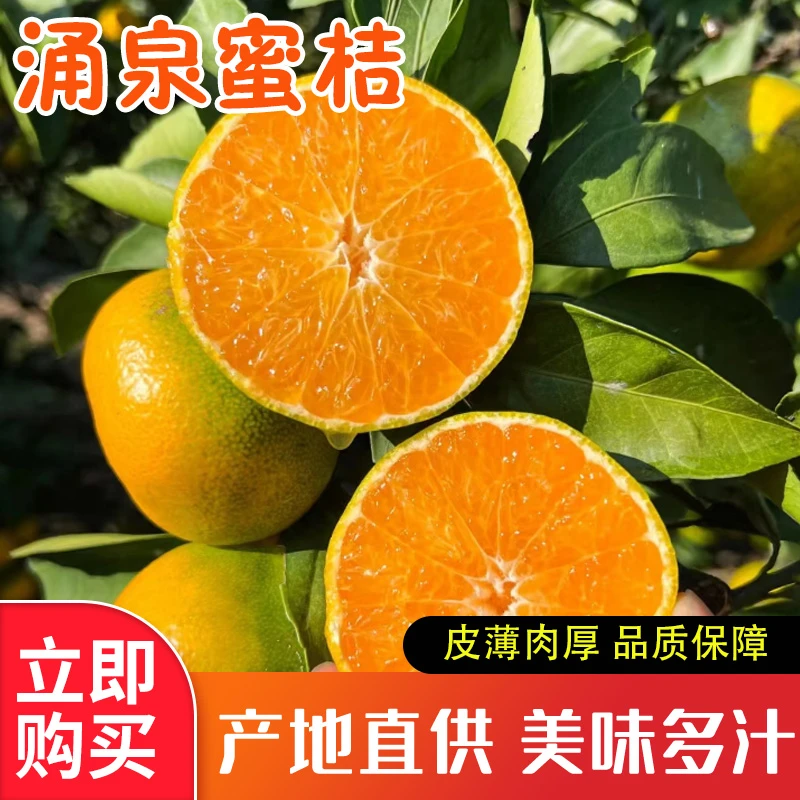 正宗涌泉蜜桔柑橘新鲜现摘甘甜多汁产地直发2.5斤尝鲜装实惠