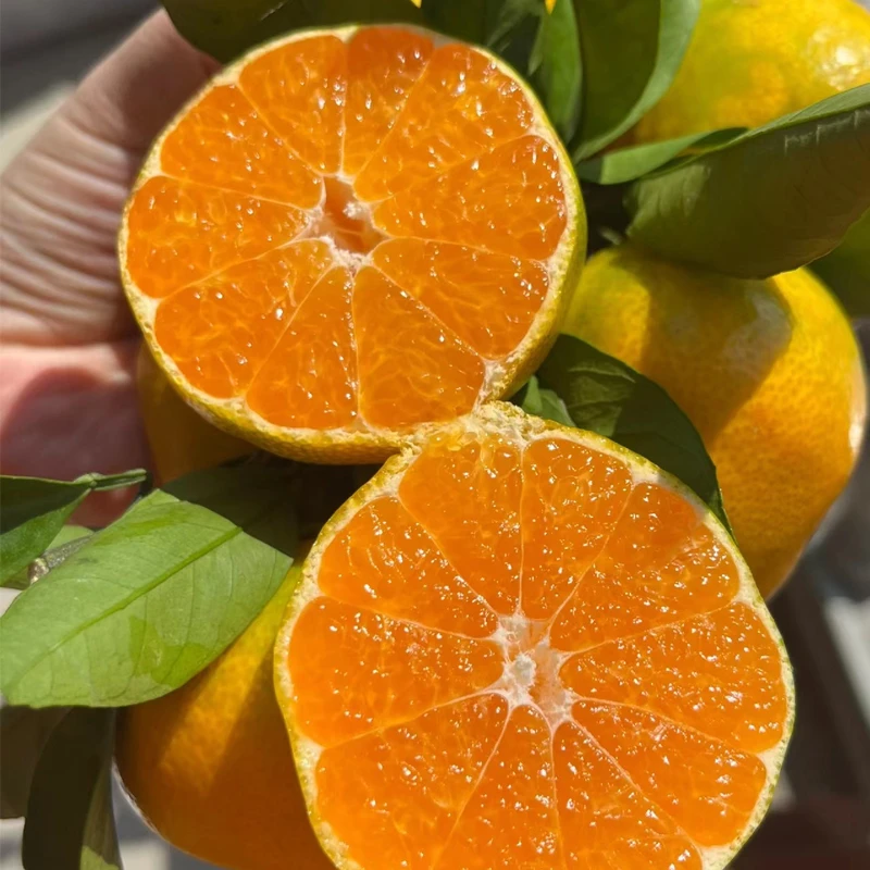 正宗新鲜涌泉蜜桔现摘产地直发甘甜多汁皮薄12斤整箱