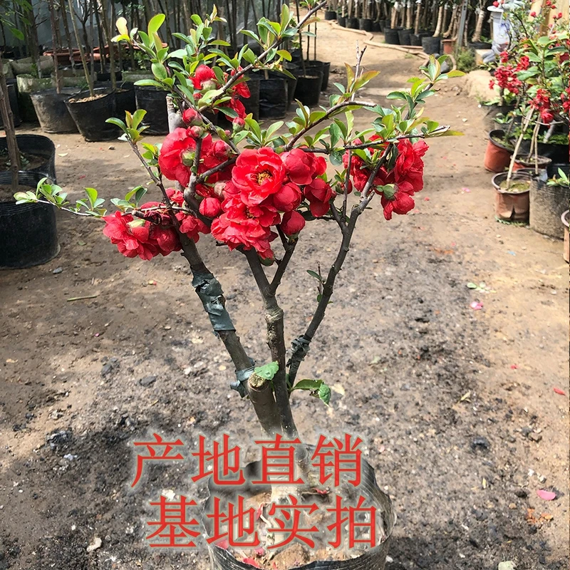 绿宝石海棠花长寿冠客厅彩玉白兰地庭院观赏盆景阳台花卉玄关美观