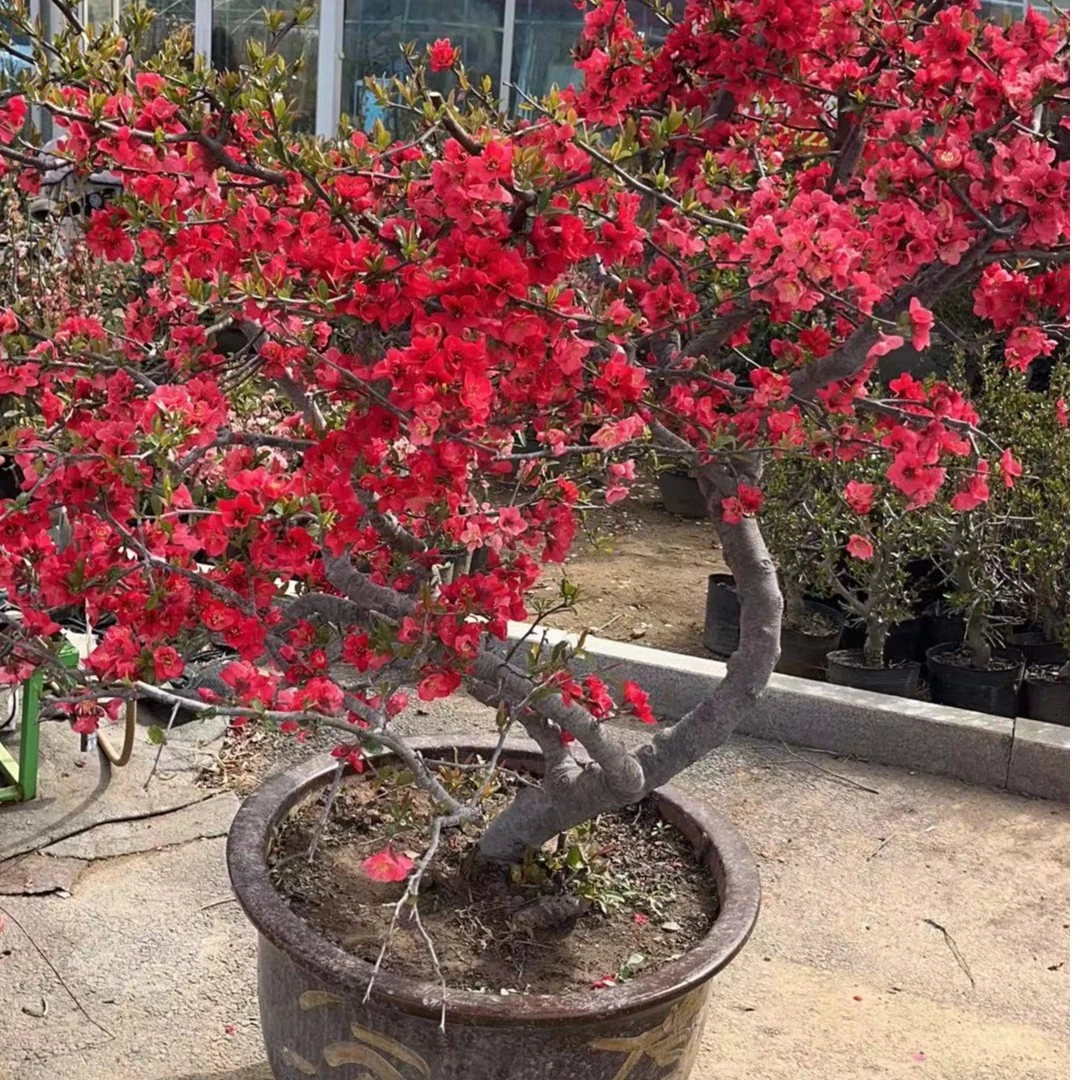 精品原生海棠花一物一拍