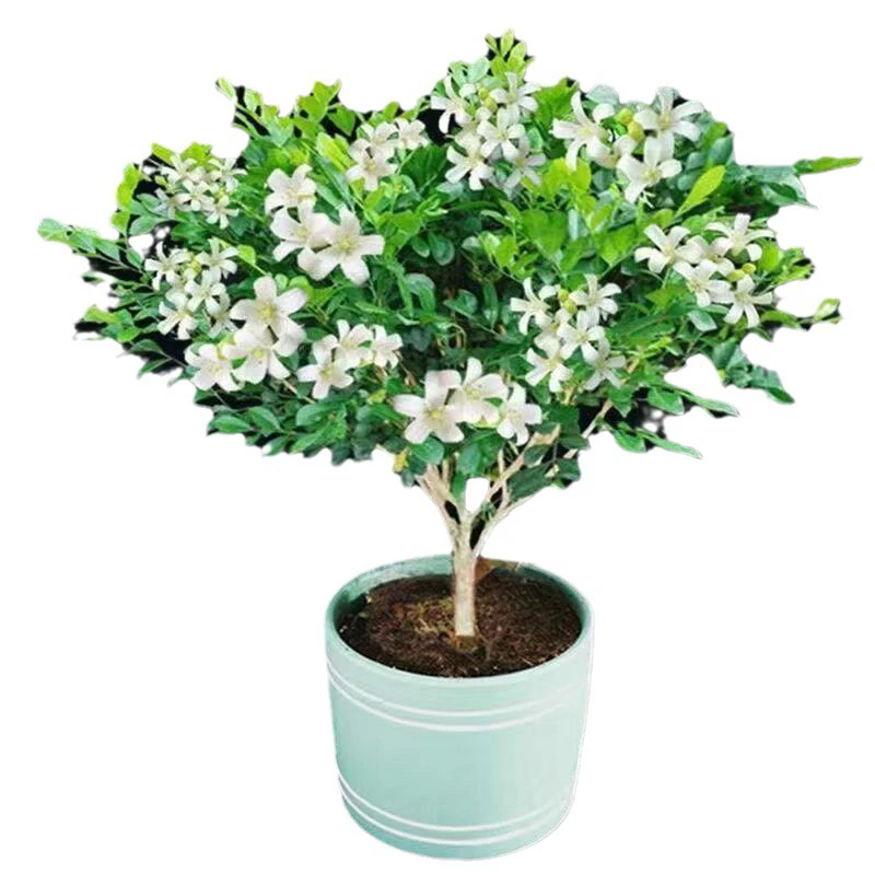 九里香，七里香。千里香，驱蚊虫庭院别墅植物，精美盆景，基地直发