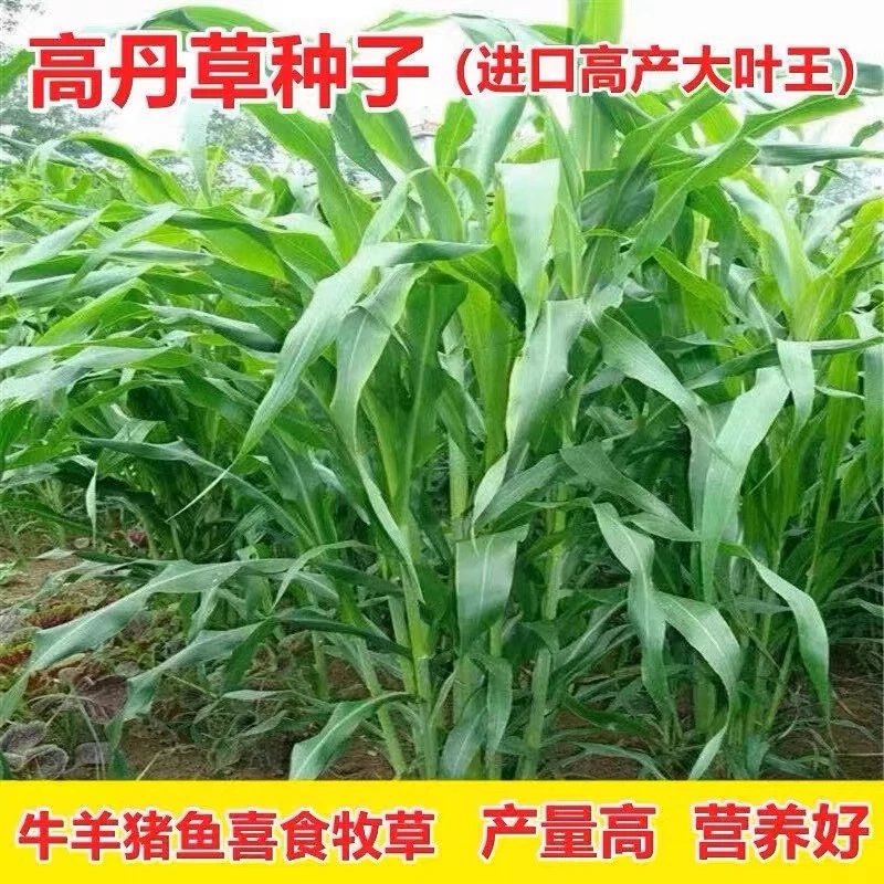 高丹草草南北种植牧草种子耐寒牛羊鱼兔种子进口高产草种子杂交