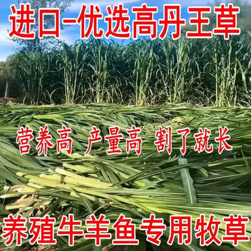 高丹王草种籽苏丹草草籽杂交四季高产养殖猪牛羊兔鱼草牧草种子