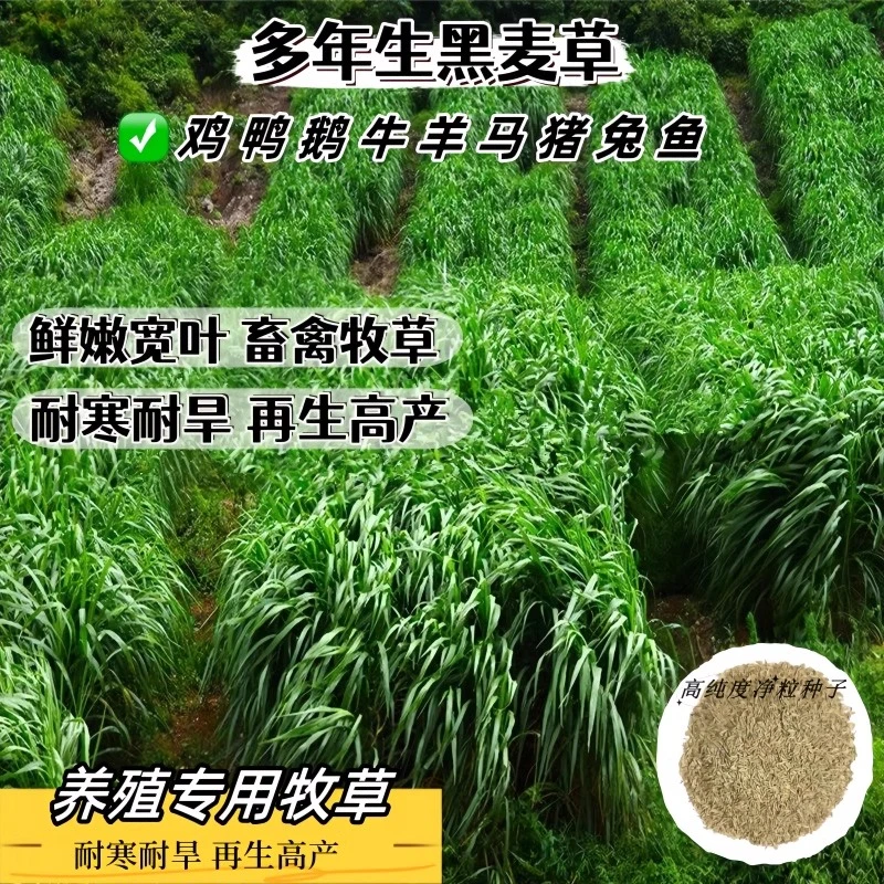 进口耐寒牧草多年生黑麦草种子四季常青养殖鸡鸭鹅猪牛羊鱼草种籽