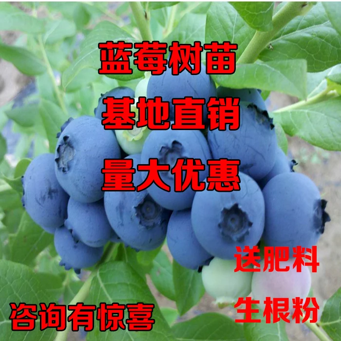 大果蓝莓苗果树苗盆栽地栽南方北方种植阳台庭院当年结果蓝莓树苗