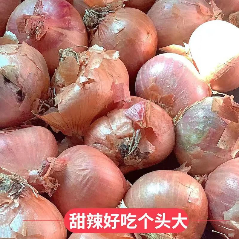 【新店半价】东北小毛葱鬼子葱农家小毛葱红葱头新鲜1/3/5斤包邮
