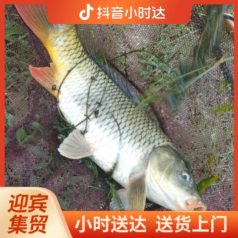 【活鱼】鲤鱼 2.8斤左右/条