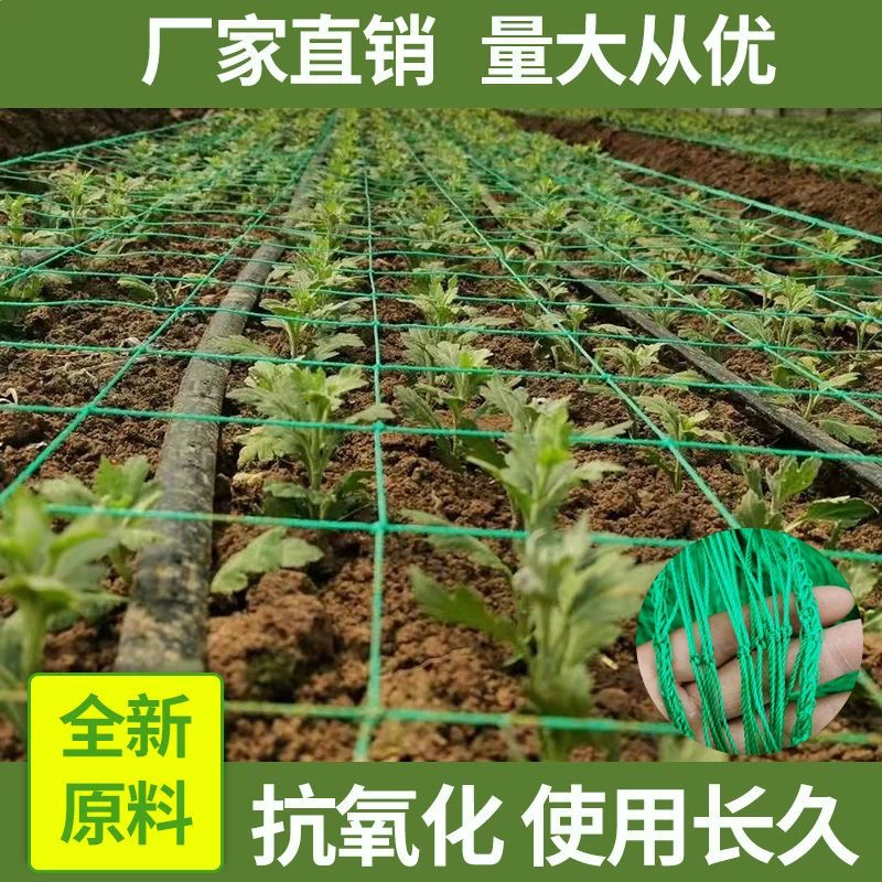 菊花网定植网防倒网方格网康乃馨韭黄鲜切花网大葱定型种植网