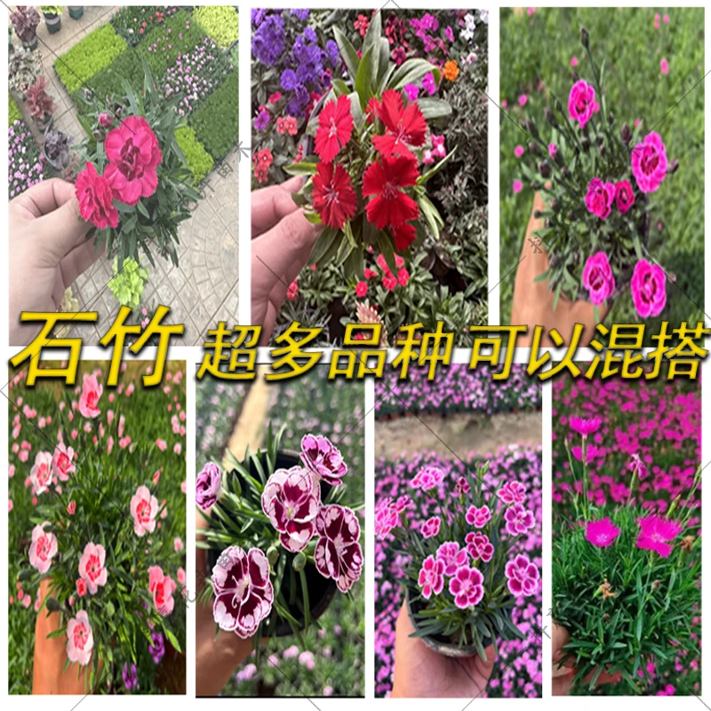 多种石竹混搭花海多年生四季开花草坪耐寒耐旱庭院盆栽绿化宿根