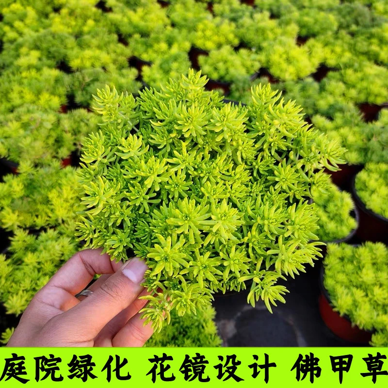 【达人专属】黄金佛甲草万年青四季常绿多年生耐寒耐旱庭院盆栽宿根