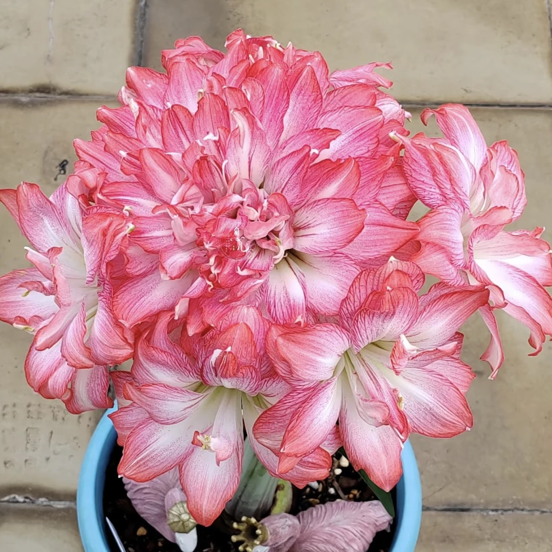 进口朱顶红种球重瓣【梦露】2025新球老冯花卉