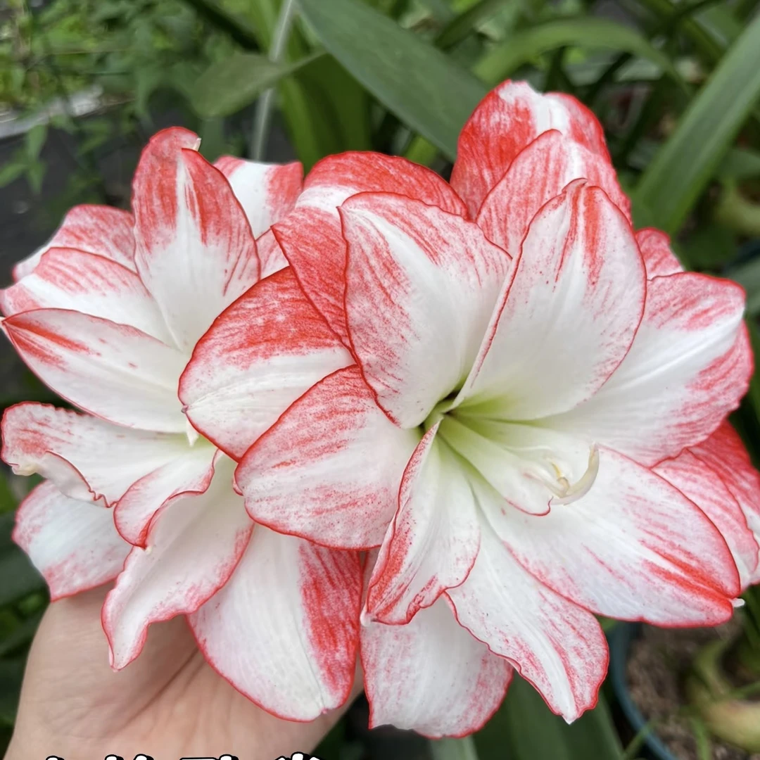 进口朱顶红种球重瓣【火焰孔雀】2025新球老冯花卉