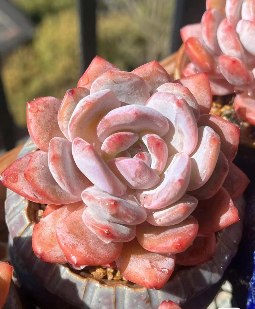 满18元包邮精美多肉桃太郎拍一发二（以直播间展示为准）