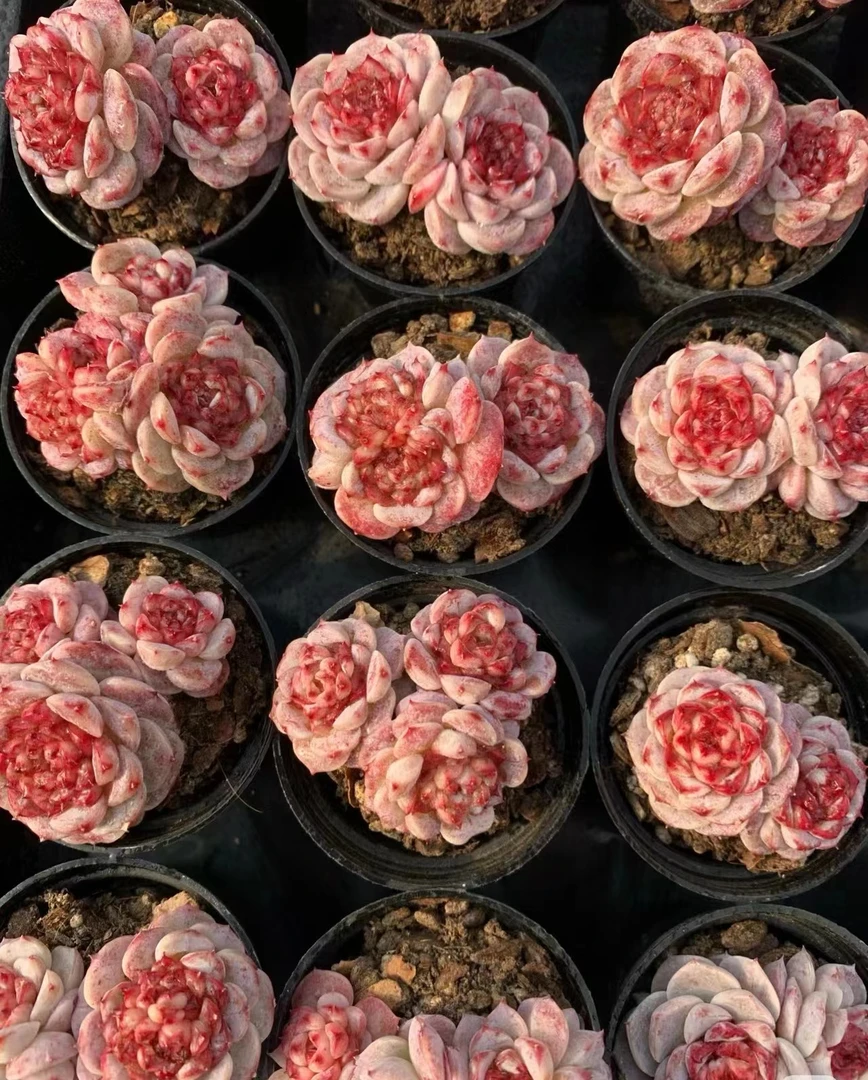 满18元包邮精美多肉红丝绒（以直播间展示为准）