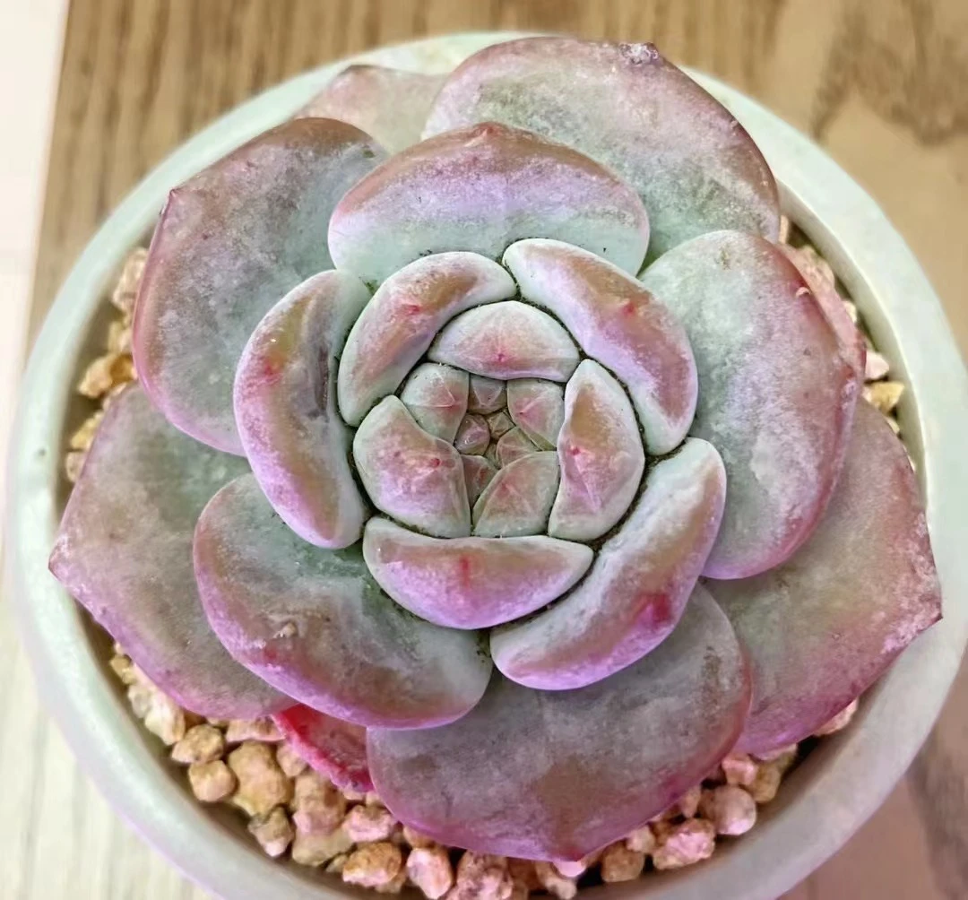 满18元包邮精美多肉葡萄橙（以直播间展示为准）