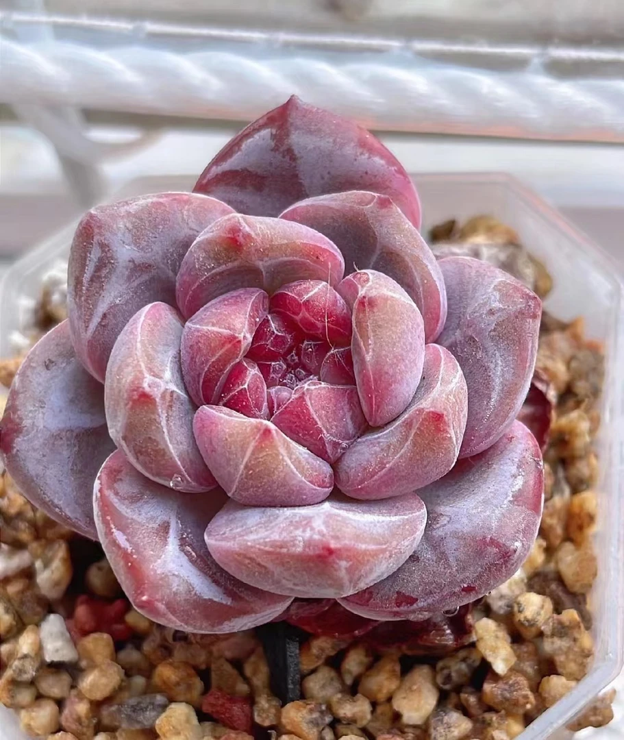 满18元包邮精美多肉新版女巫星影（以直播间展示为准）