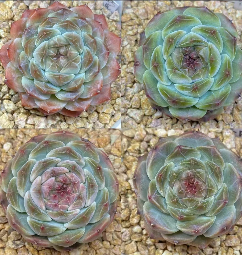 满18元包邮精美多肉白雪冰魄杂2颗 （以直播间展示为准）