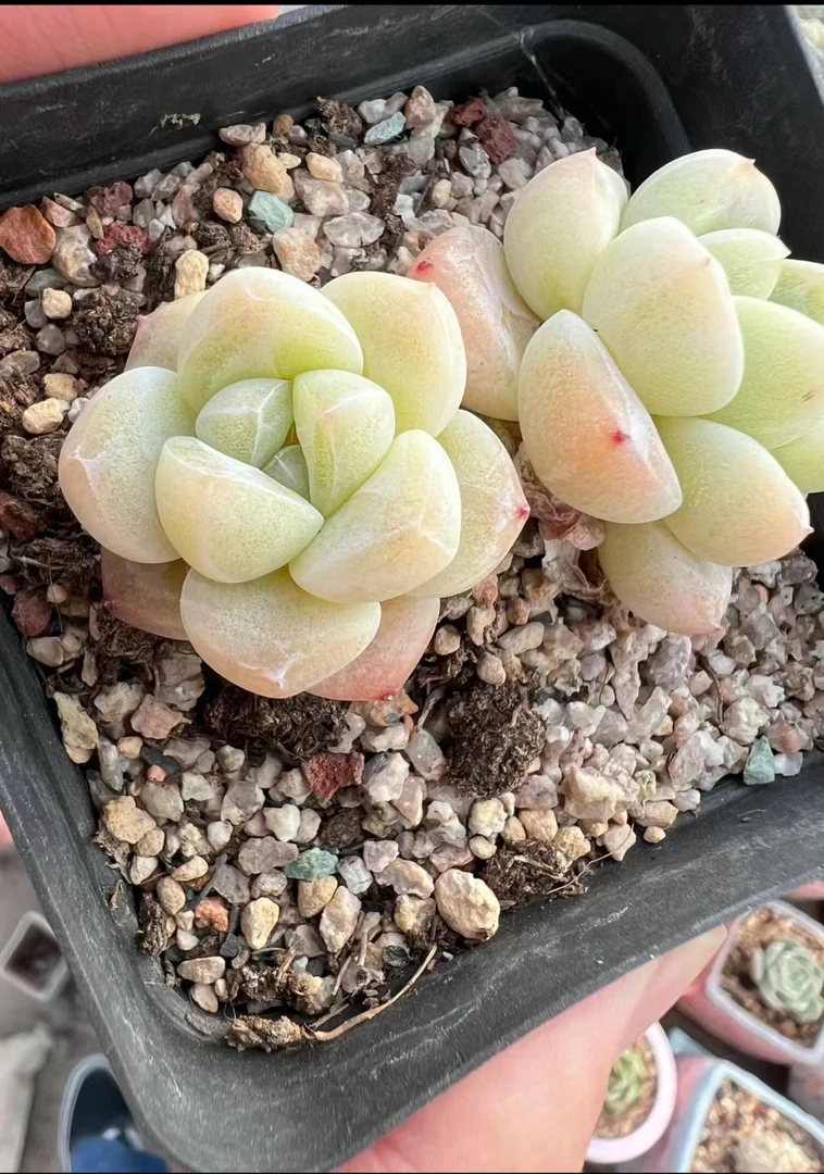 满18元包邮精美多肉雪媚娘冰玉群生2棵（以直播间展示为准）