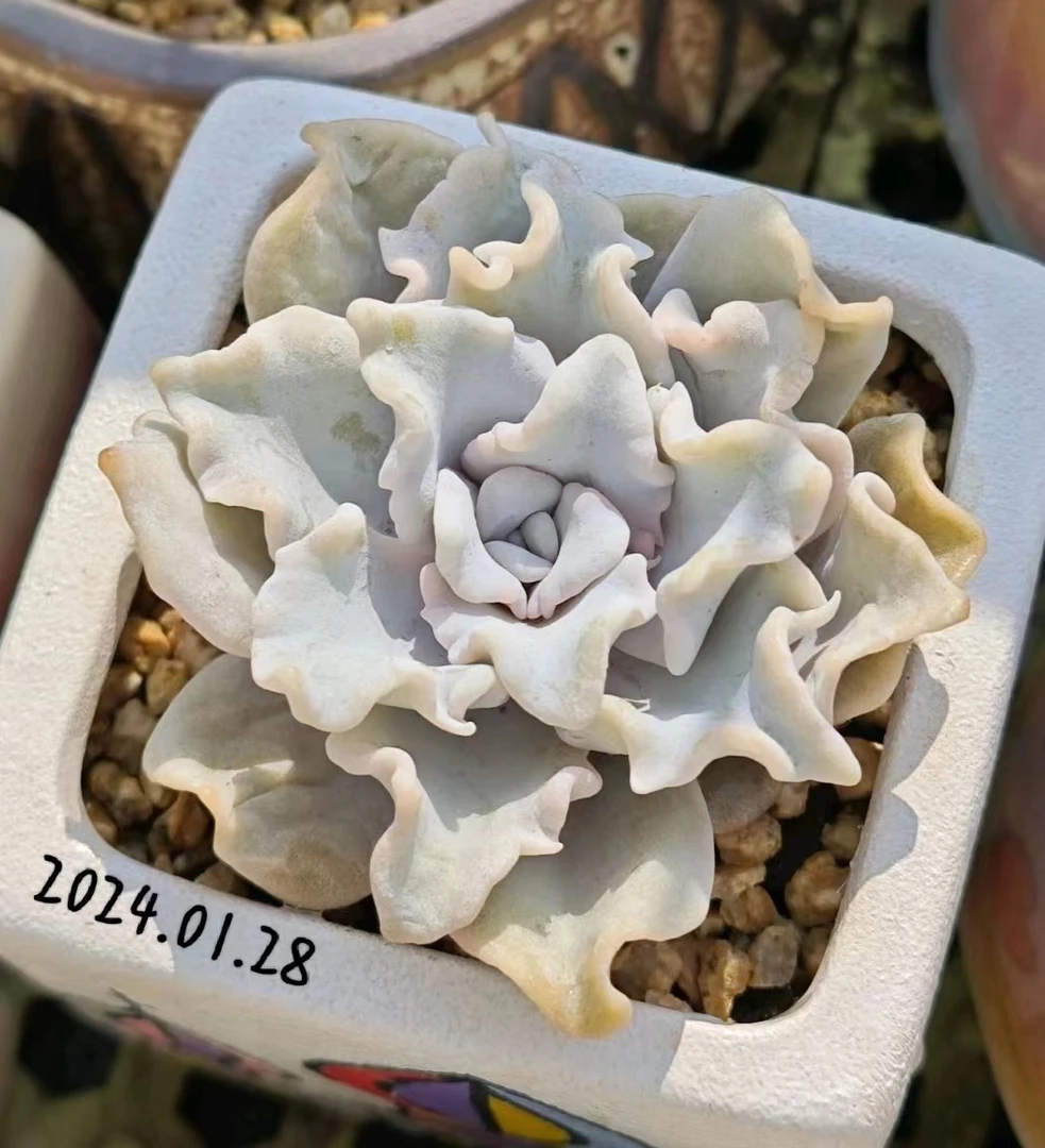 满18元包邮精美多肉芭蕾舞者多肉（以直播间展示为准）