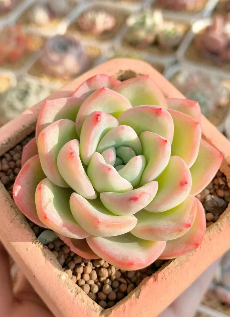 满18元包邮精美多肉泡芙缀化（以直播间展示为准）