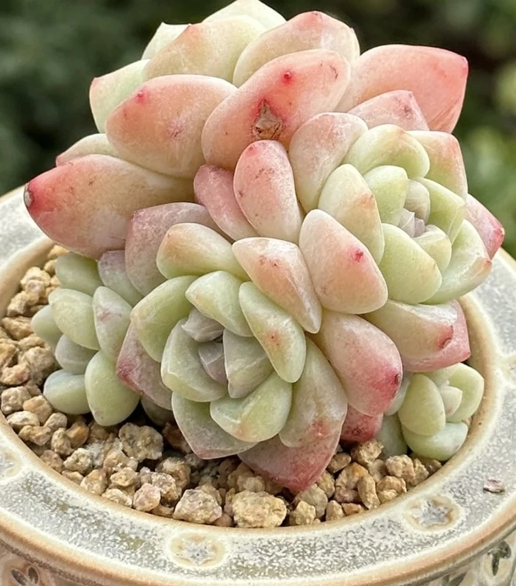 满18元包邮精美多肉奶冰（以直播间展示为准）