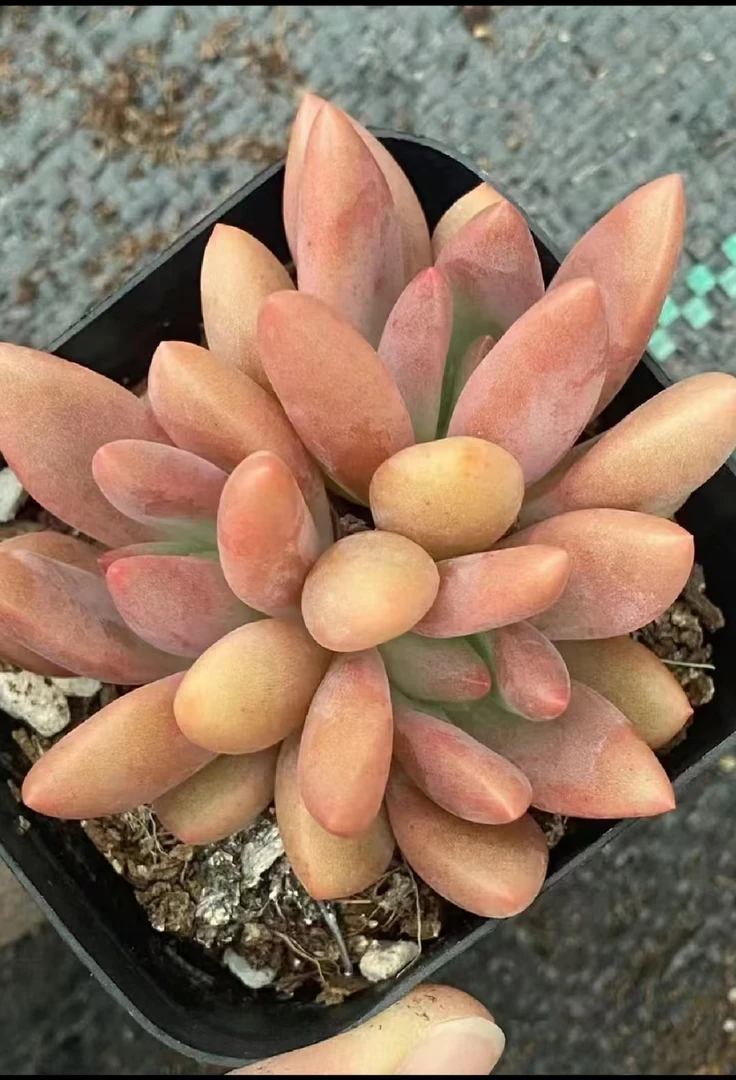 满18元包邮精美多肉 老桩稻田姬（以直播间展示为准）