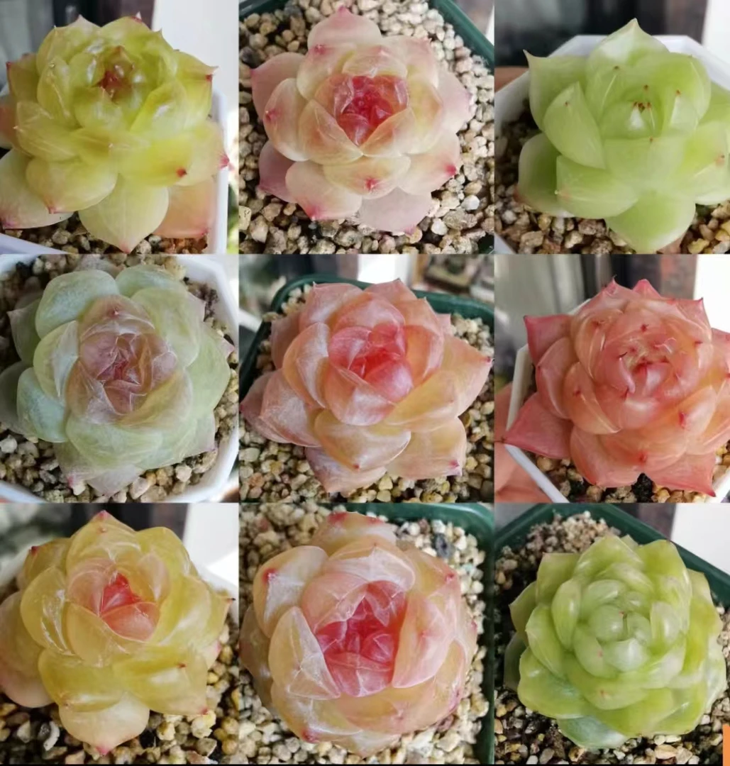 满18元包邮精美多肉 糖心暮白穴盘12颗（以直播间展示为准）