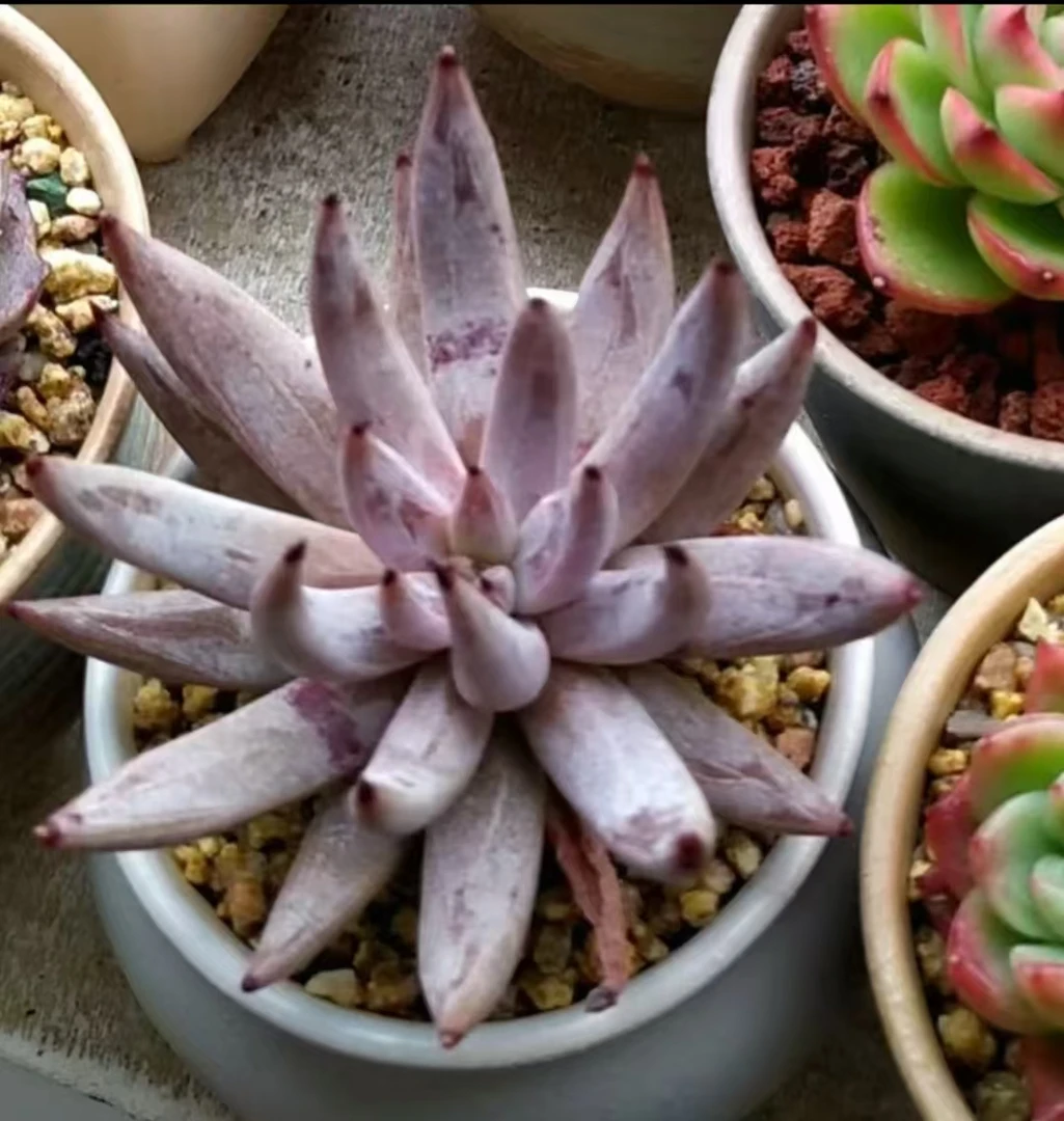 满18元包邮精美多肉 千代田缀化（以直播间展示为准）