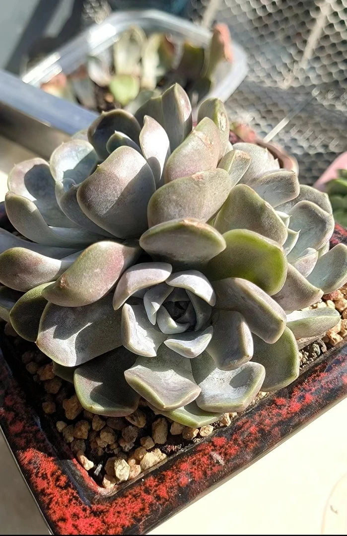 满18元包邮精美多肉 丝绸面纱3颗（以直播间展示为准）