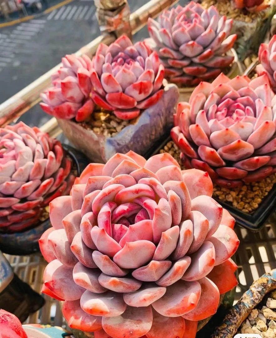 满18元包邮精美多肉糯米橙子土球105颗（以直播间展示为准）